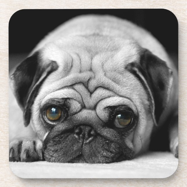 Sad Pug Beverage Coaster (Front)