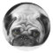 Sad Pug