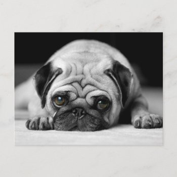 Sad Pug Postcard by Wilderzoo at Zazzle