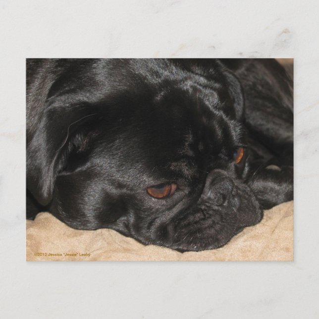 Sad Pug Postcard (Front)