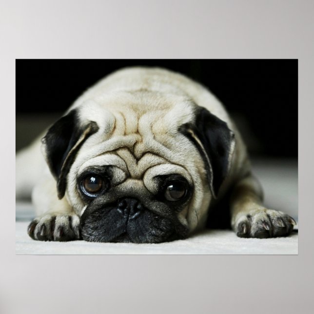 Sad Pug Puppy Dog Poster (Front)