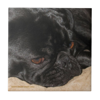 Sad Pug Tile