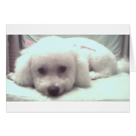 Sad puppy face cards (Front Horizontal)