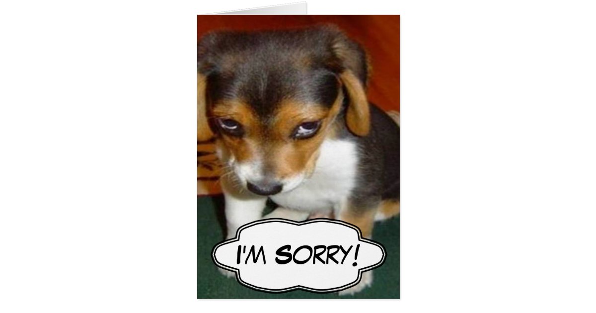 Sad Puppy - I'm Sorry Card | Zazzle.com