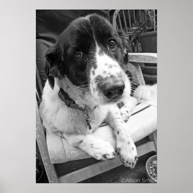 Sad Puppy Poster (Front)