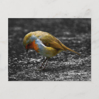 sad robin postcard