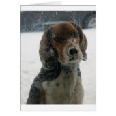 Sad Snowy Beagle Face Looking Inside (Front)