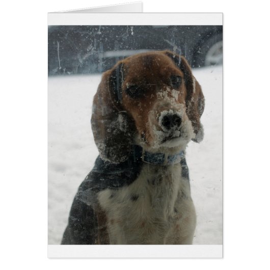Sad Snowy Beagle Face Looking Inside Cards (Front)