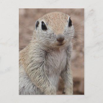 Sad Squirrel Postcard by poozybear at Zazzle