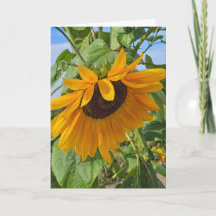Sad Sunflower Card