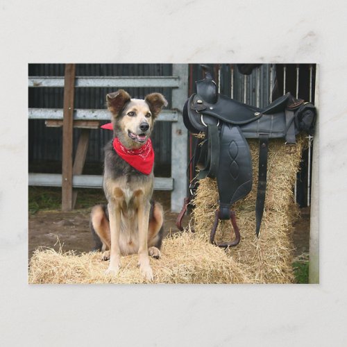 Saddle Haystack Barn Dog  Postcard