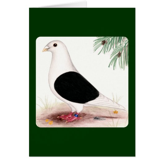 Saddle Homer Pigeon Cards (Front)