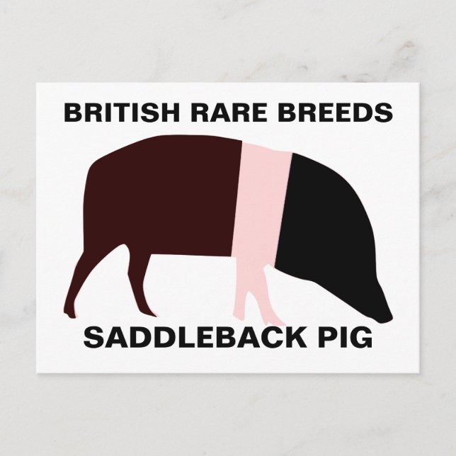 Saddleback Pig Customizable Postcard (Front)