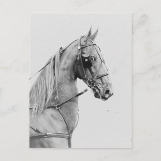 Saddlebred fine harness postcard