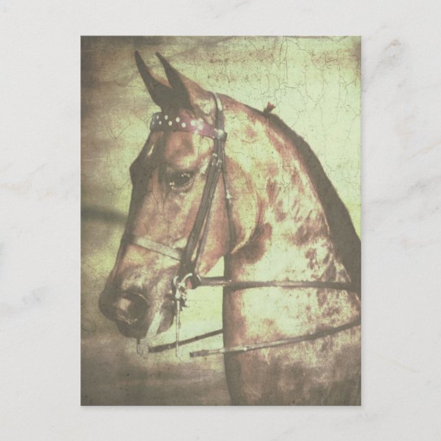 Saddlebred Horse Postcard (Front)