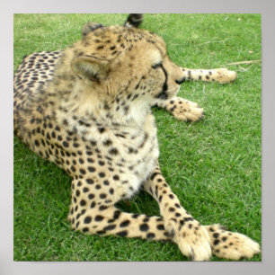 Safari Africa Adorable Cute Cat Charm Mod Cheetah Poster