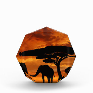 Safari African Baobab tree elephant silhouette Award