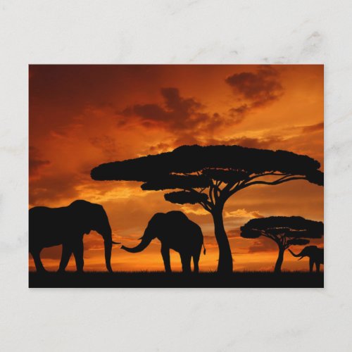 Safari African Baobab tree elephant silhouette Postcard