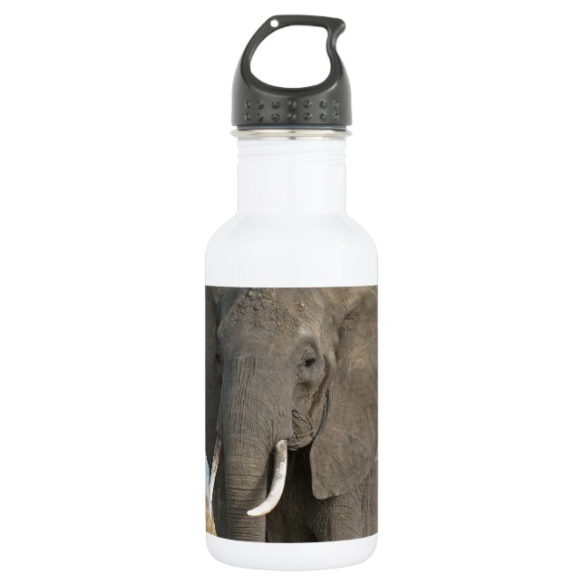 Safari African Jungle Destiny Animals Elephants Water Bottle (Front)