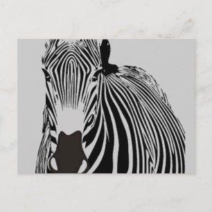 safari animal black and white stripes wild Zebra Postcard