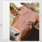 Safari Brown Cow (Front/Back)