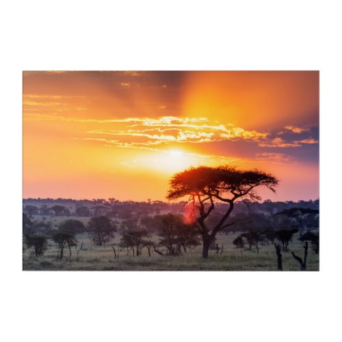 Safari in the Serengeti National Park Acrylic Print