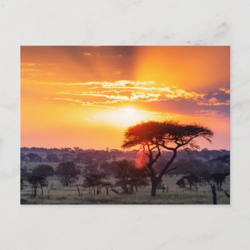 Safari in the Serengeti National Park Postcard