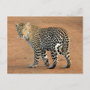 Safari Leopard Staring Back At You Postcard