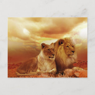 safari lions postcard