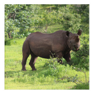 Safari Rhino Acrylic Print