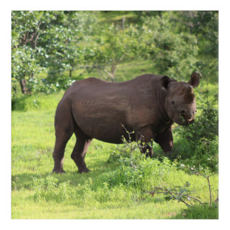 Safari Rhino Acrylic Print