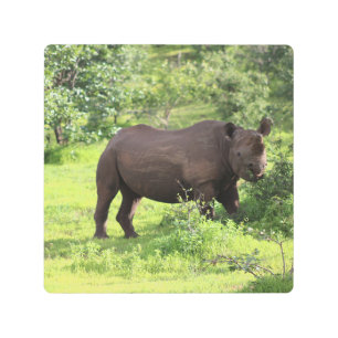Safari Rhino Metal Print