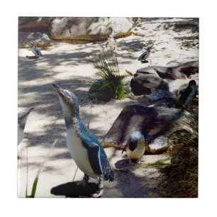 Safe Haven: Fairy Penguin Paradise, Ceramic Tile