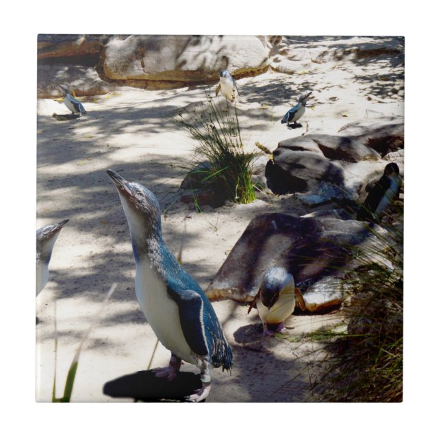 Safe Haven: Fairy Penguin Paradise, Ceramic Tile (Front)