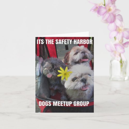 Safety Harbor Dog Meetup Group Meme Florida Doggy  Card