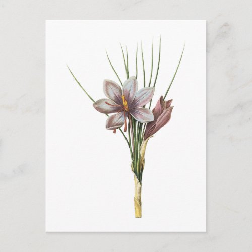 saffron crocusCrocus sativus by Redout Postcard