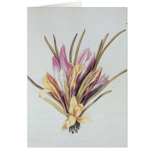 Saffron or Crocus, from 'La Guirlande de Julie' (Front)