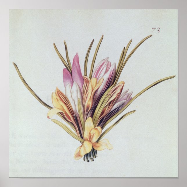 Saffron or Crocus, from 'La Guirlande de Julie' Poster (Front)