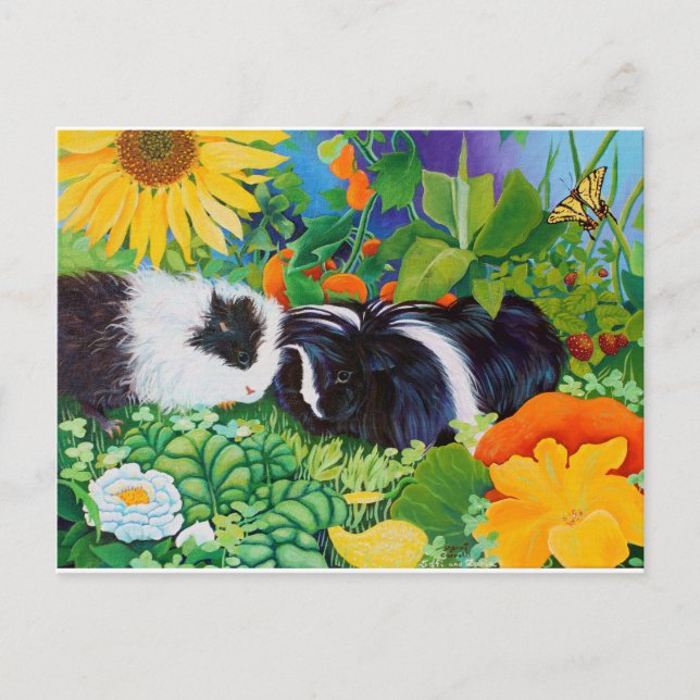 Safi and Zaria Guinea Pigs Postcard (Front)