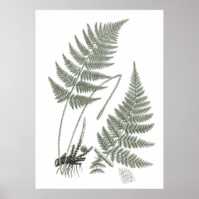 Sage Green Fern print no. 10 Botanical Wall Art (Front)
