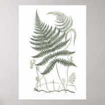 Sage Green Wall Art Fern Print No 11 Home Decor Zazzle Com