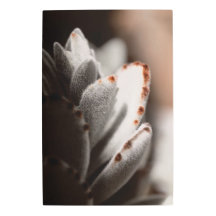 Sage Green Succulent With Brown Tips