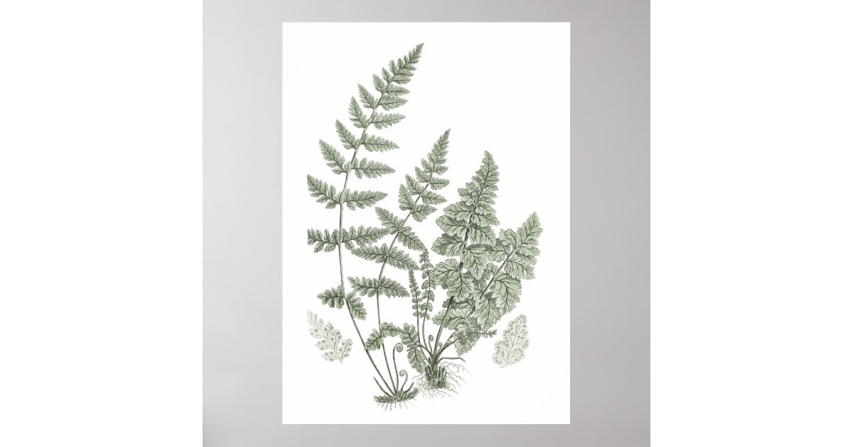 Sage Green Wall Art Fern Print No 11 Home Decor Zazzle Com