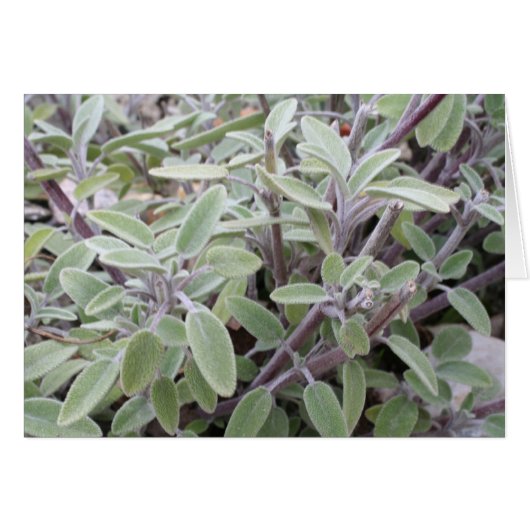 Sage greeting card (Front Horizontal)