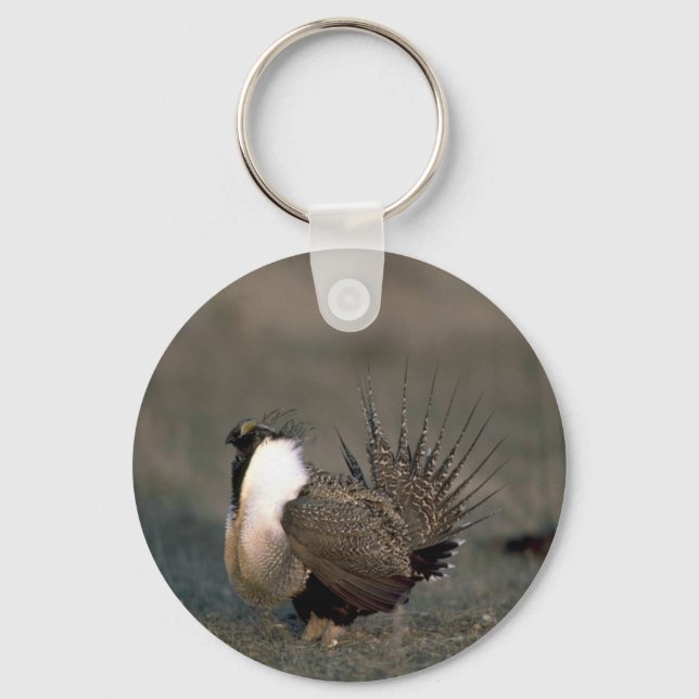 Sage grouse strutting keychain (Front)