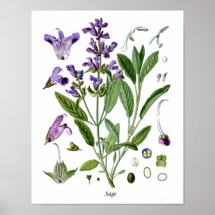 Sage Herb Botanical Kitchen Dining Wall Decor