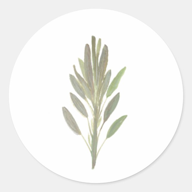 Sage herb botanical plant greenery  classic round sticker (Front)