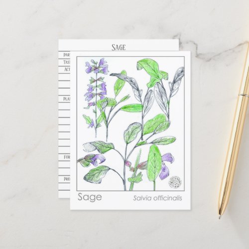 Sage Herb Materia Medica Cards Herbal Study Plants