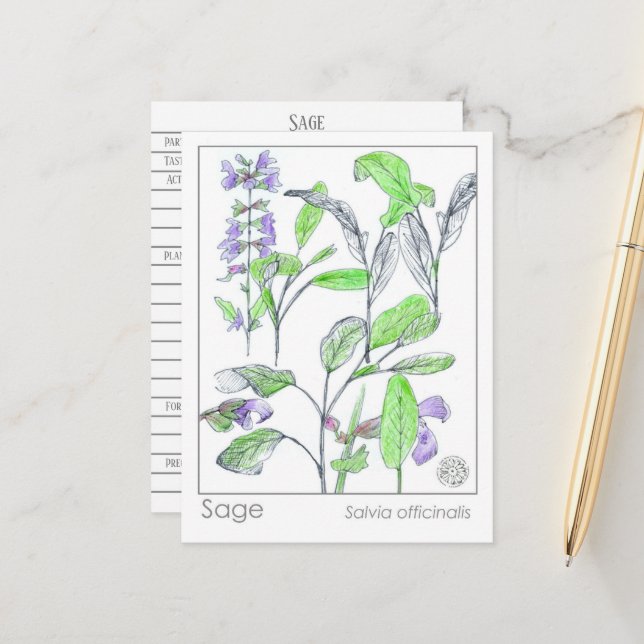 Sage Herb Materia Medica Cards Herbal Study Plants (Front/Back In Situ)