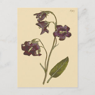Sage Leaved Bellflower Botanical Illustration Postcard